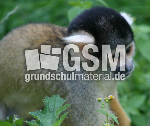 Totenkopfäffchen-159.jpg